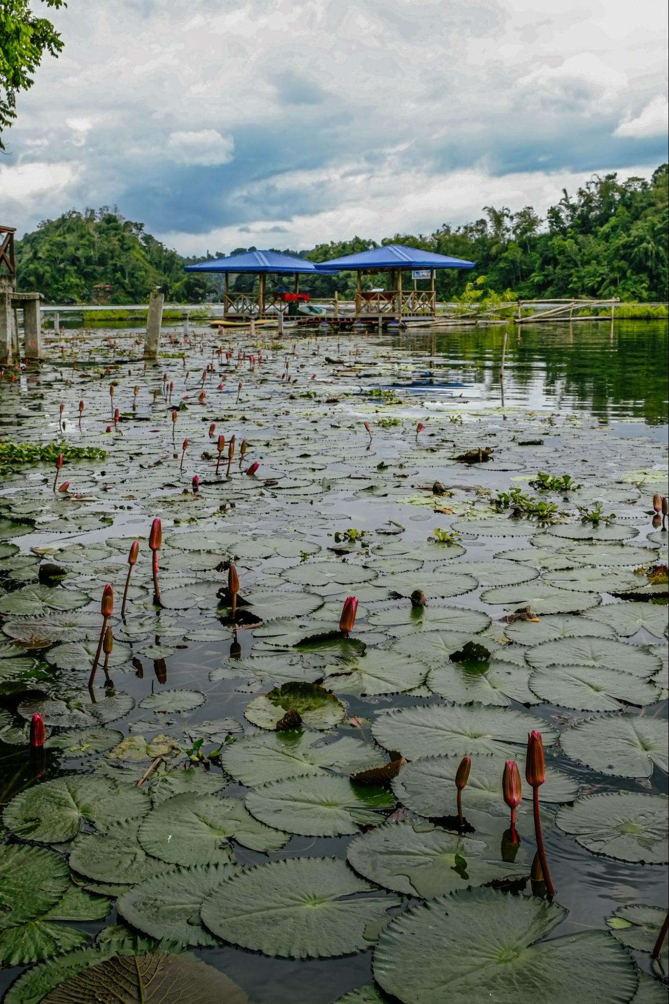 Water lilies found in a lake. Lake Sebu, South Cotabato, Philippines