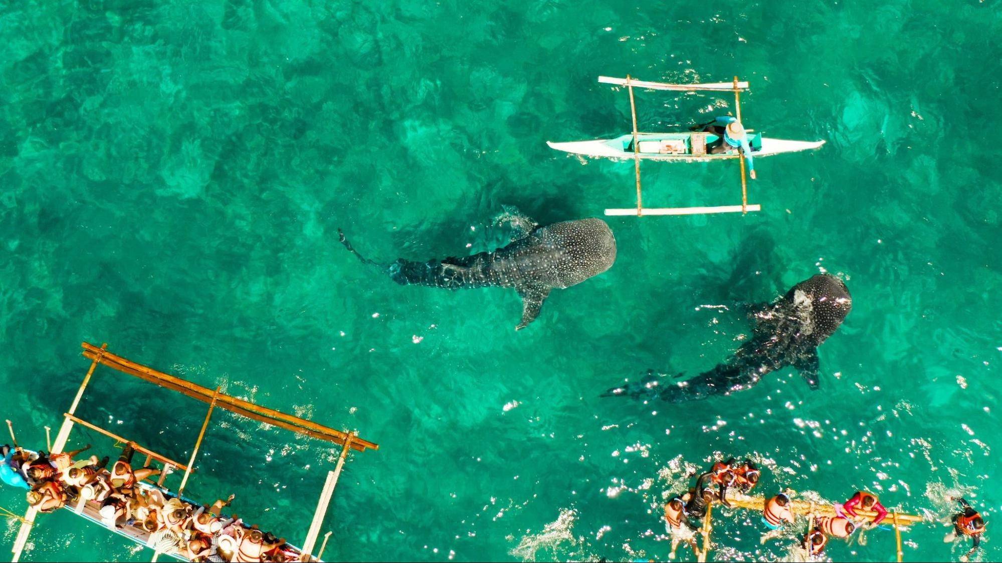 Tourists are watching whale sharks in the town of Oslob, Philippines, aerial view